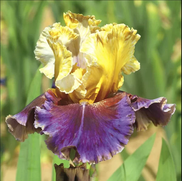 IRIS FLOWER PERENNIAL RARE BEARDED IRIS - Image 3