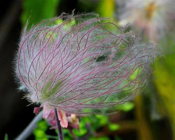 PRAIRIE SMOKE FLOWER SEEDS - Image 4