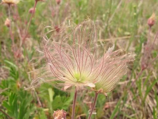 PRAIRIE SMOKE FLOWER SEEDS - Image 6