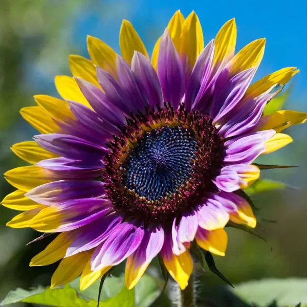 Purple Heart Sunflower Seeds - Image 5