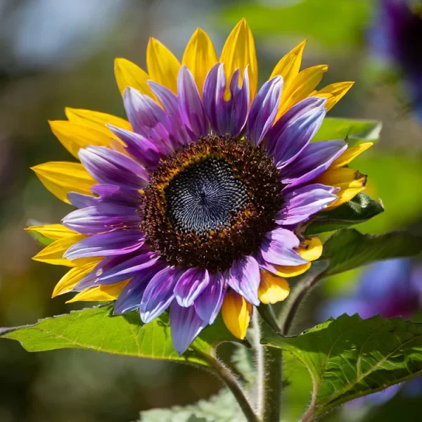 Purple Heart Sunflower Seeds - Image 3