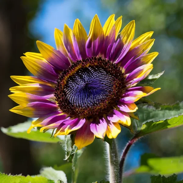 Purple Heart Sunflower Seeds - Image 2