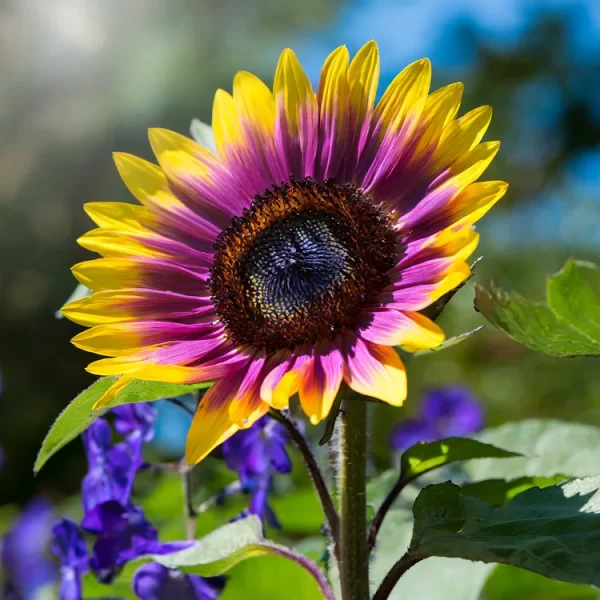 Purple Heart Sunflower Seeds