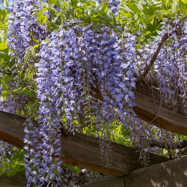 20PCS PURPLE WISTERIA FLOWER SEEDS WISTERIA SINENSIS DIY HOME GARDEN YARD PLANT - Image 2