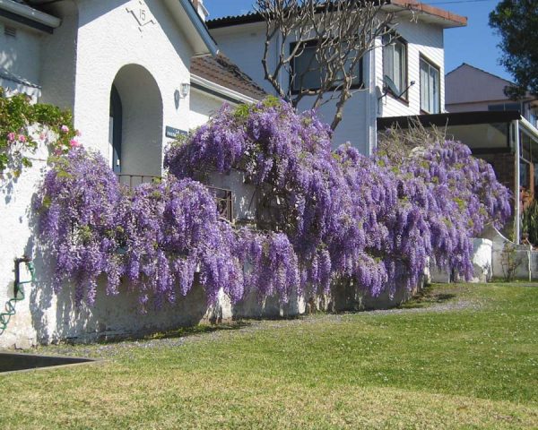 20PCS PURPLE WISTERIA FLOWER SEEDS WISTERIA SINENSIS DIY HOME GARDEN YARD PLANT