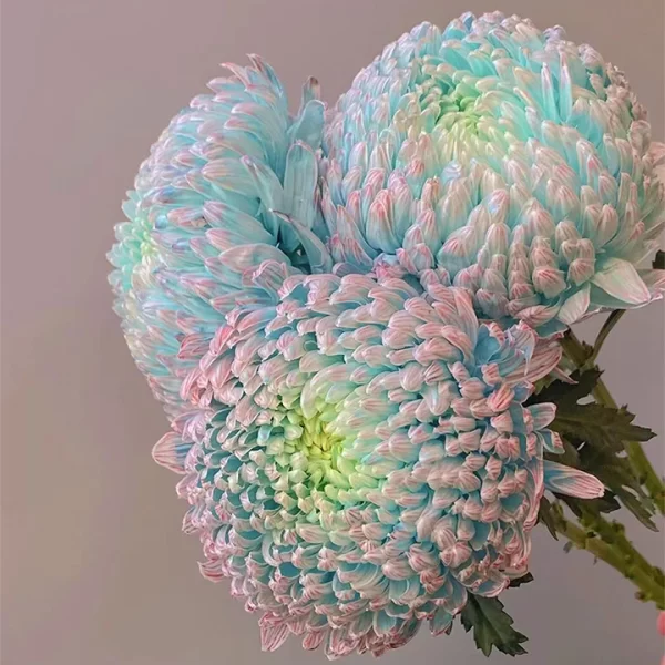 BLUE CHRYSANTHEMUM SEEDS, RARE PERENNIAL FLOWER PLANT - Image 4