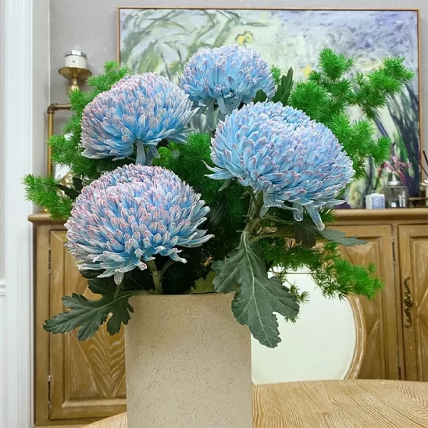 BLUE CHRYSANTHEMUM SEEDS, RARE PERENNIAL FLOWER PLANT - Image 3