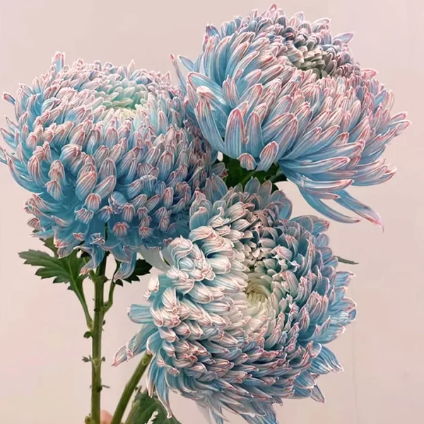 BLUE CHRYSANTHEMUM SEEDS, RARE PERENNIAL FLOWER PLANT - Image 2