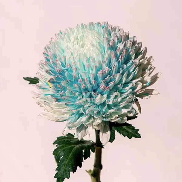 BLUE CHRYSANTHEMUM SEEDS, RARE PERENNIAL FLOWER PLANT