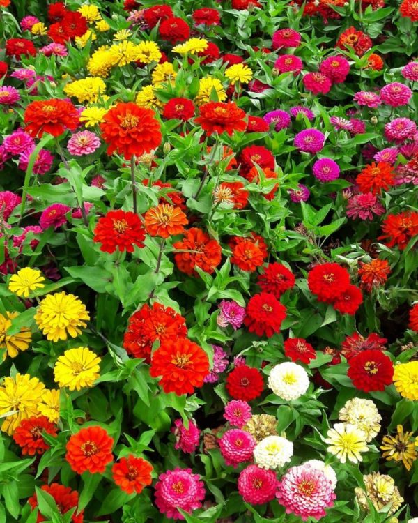 🌺DOUBLE DWARF ZINNIA SEEDS - Image 6