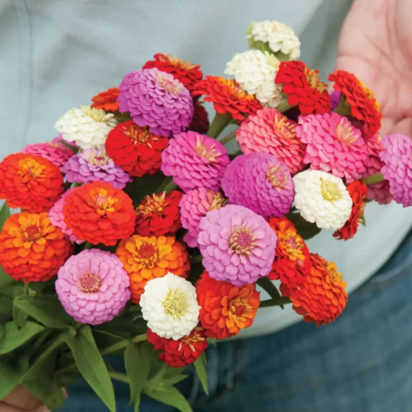 🌺DOUBLE DWARF ZINNIA SEEDS - Image 5