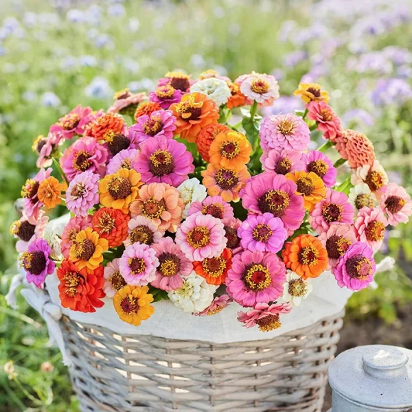 🌺DOUBLE DWARF ZINNIA SEEDS - Image 4