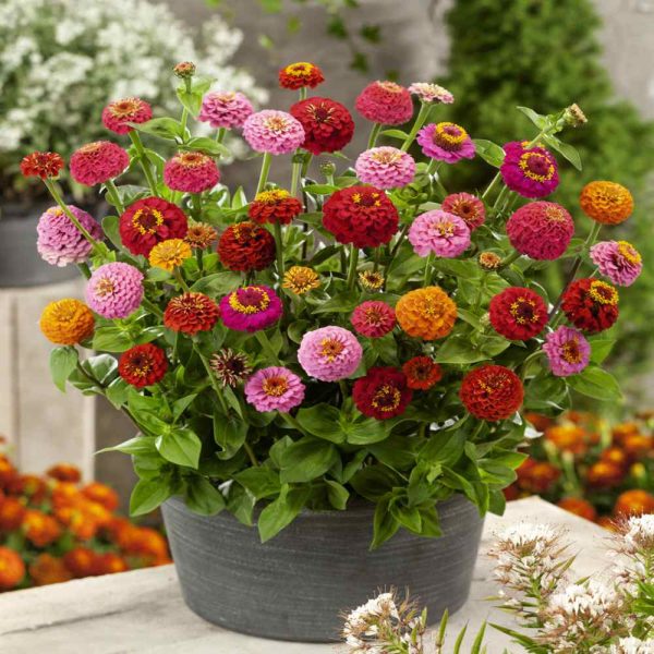 🌺DOUBLE DWARF ZINNIA SEEDS - Image 3