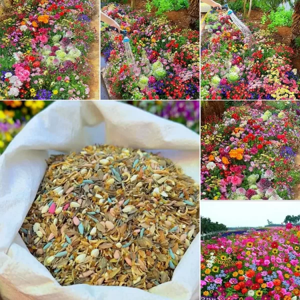 MIXED PERENNIAL FLOWERS SEEDS-OVER 60 KINDS MIXED - Image 6