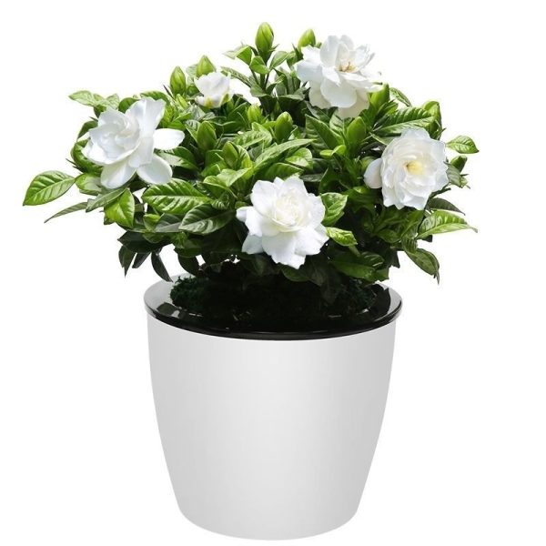 CAPE JASMINE SEEDS - Image 4