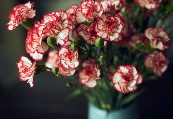 🌹DOUBLE CARNATION SEEDS—MOTHER'S DAY FLOWERS