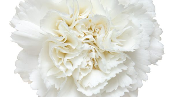 🌹DOUBLE CARNATION SEEDS—MOTHER'S DAY FLOWERS - Image 4