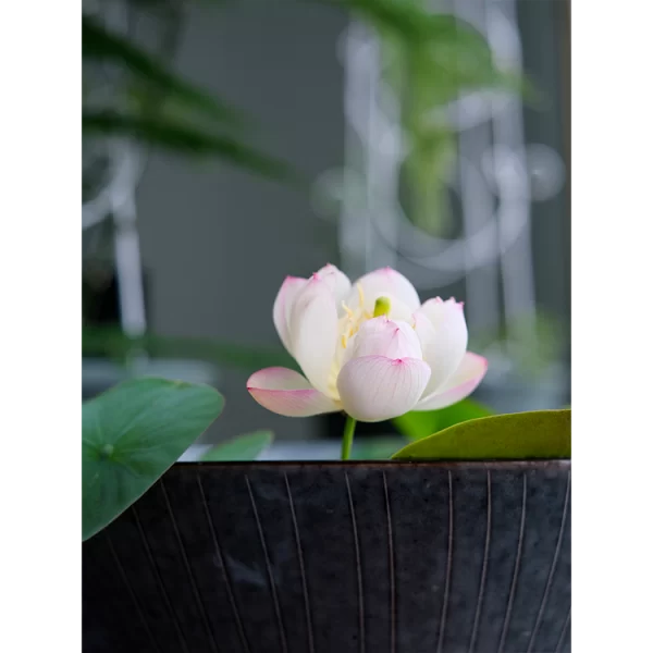 BOWL LOTUS: EMBRACING ZEN THROUGH BLOSSOMS - Image 5