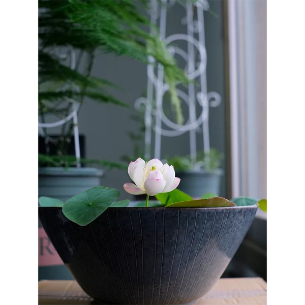 BOWL LOTUS: EMBRACING ZEN THROUGH BLOSSOMS - Image 4