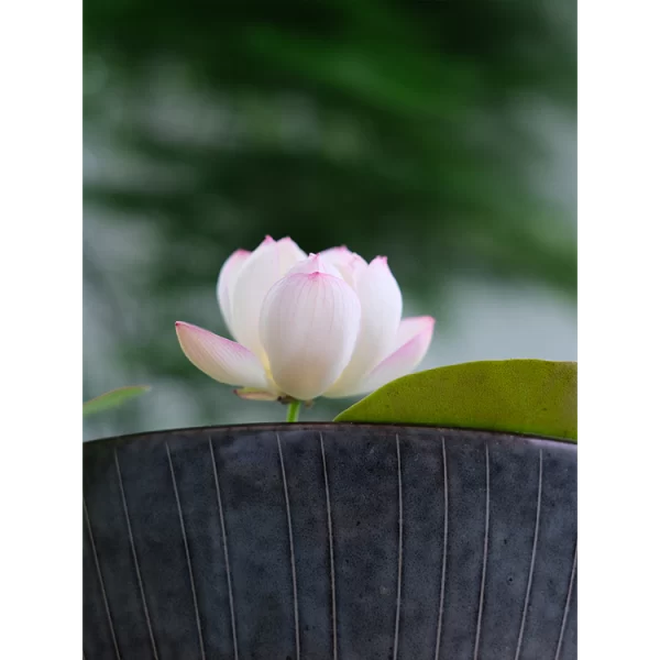 BOWL LOTUS: EMBRACING ZEN THROUGH BLOSSOMS - Image 3