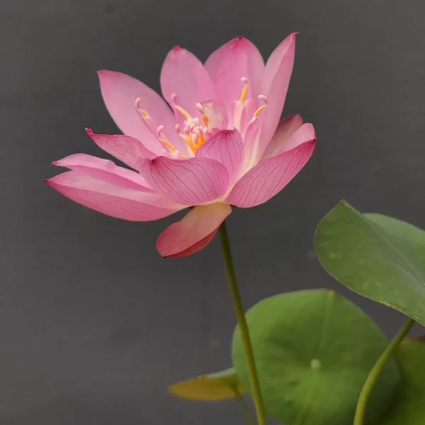 BOWL LOTUS: EMBRACING ZEN THROUGH BLOSSOMS