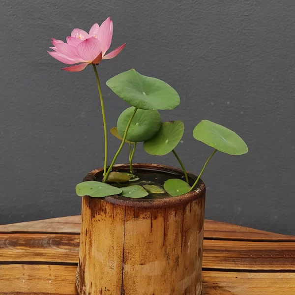 BOWL LOTUS: EMBRACING ZEN THROUGH BLOSSOMS - Image 2