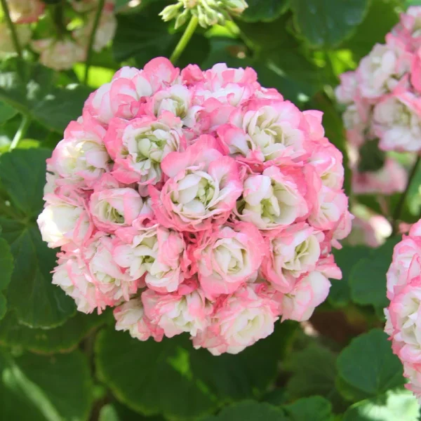 APPLE BLOSSOM GERANIUM SEEDS - Image 3