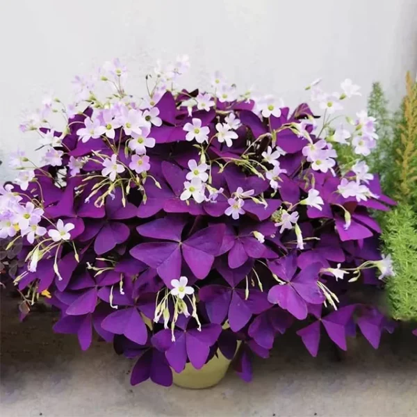 10PCS OXALIS TRIANGULARIS PURPLE SHAMROCK GOOD LUCK PLANT - Image 3