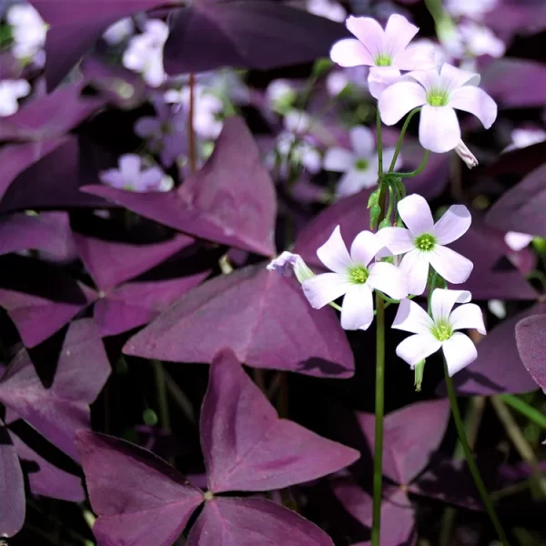 10PCS OXALIS TRIANGULARIS PURPLE SHAMROCK GOOD LUCK PLANT - Image 2