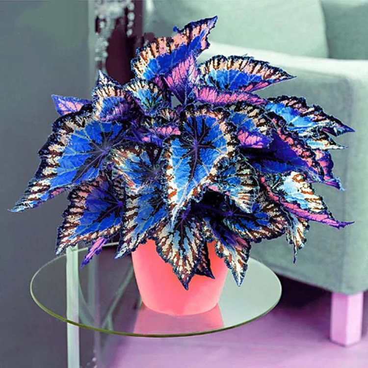 50PCS/BAG COLEUS BONSAI FLOWER LEAF PLANTS RAINBOW DRAGON SEEDS GARDEN