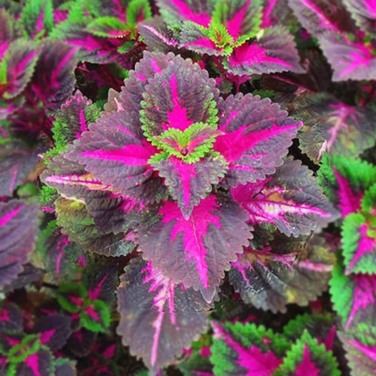 50PCS/BAG COLEUS BONSAI FLOWER LEAF PLANTS RAINBOW DRAGON SEEDS GARDEN - Image 5