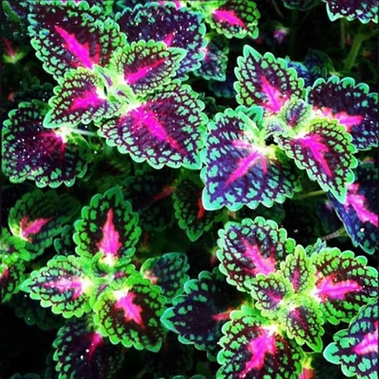 50PCS/BAG COLEUS BONSAI FLOWER LEAF PLANTS RAINBOW DRAGON SEEDS GARDEN - Image 4