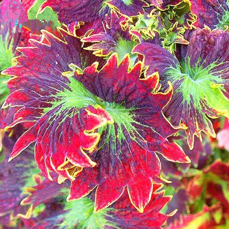 50PCS/BAG COLEUS BONSAI FLOWER LEAF PLANTS RAINBOW DRAGON SEEDS GARDEN - Image 3