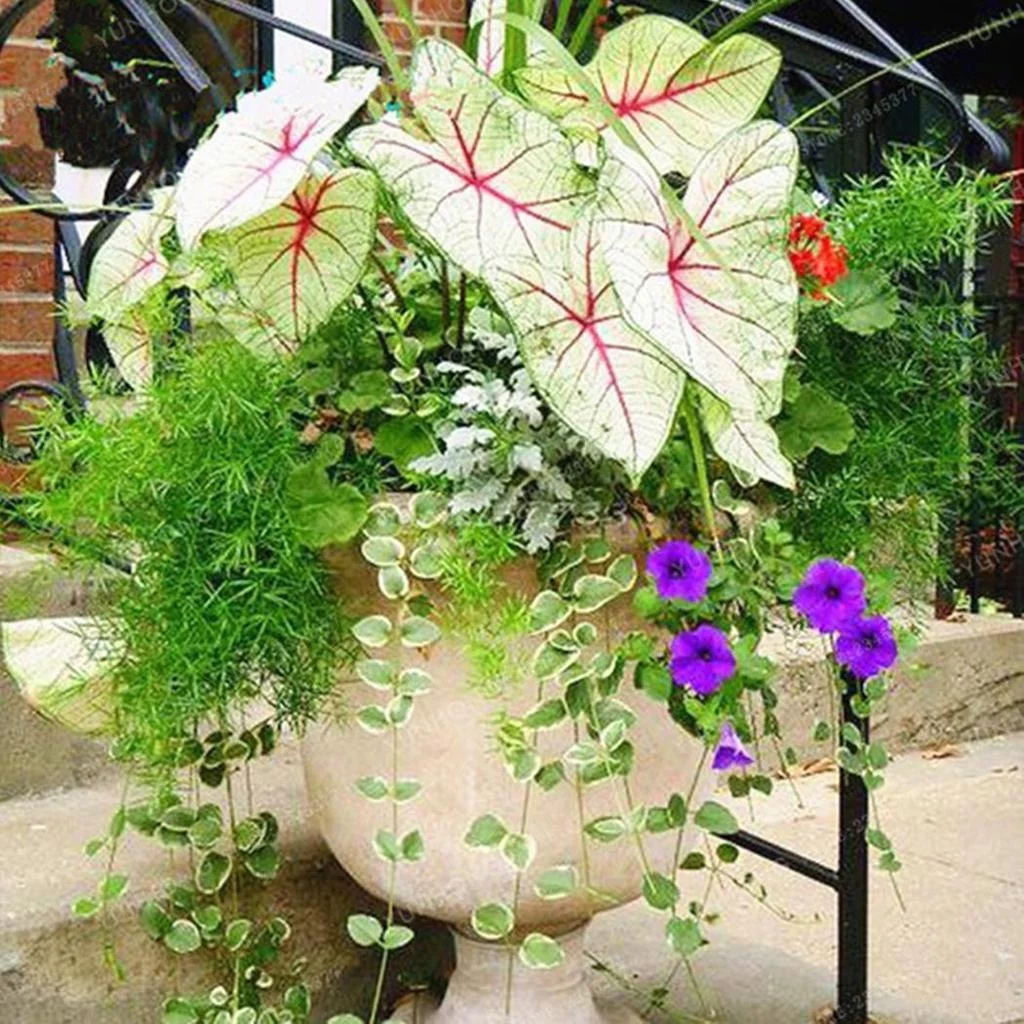 50PCS/BAG COLEUS BONSAI FLOWER LEAF PLANTS RAINBOW DRAGON SEEDS GARDEN - Image 2